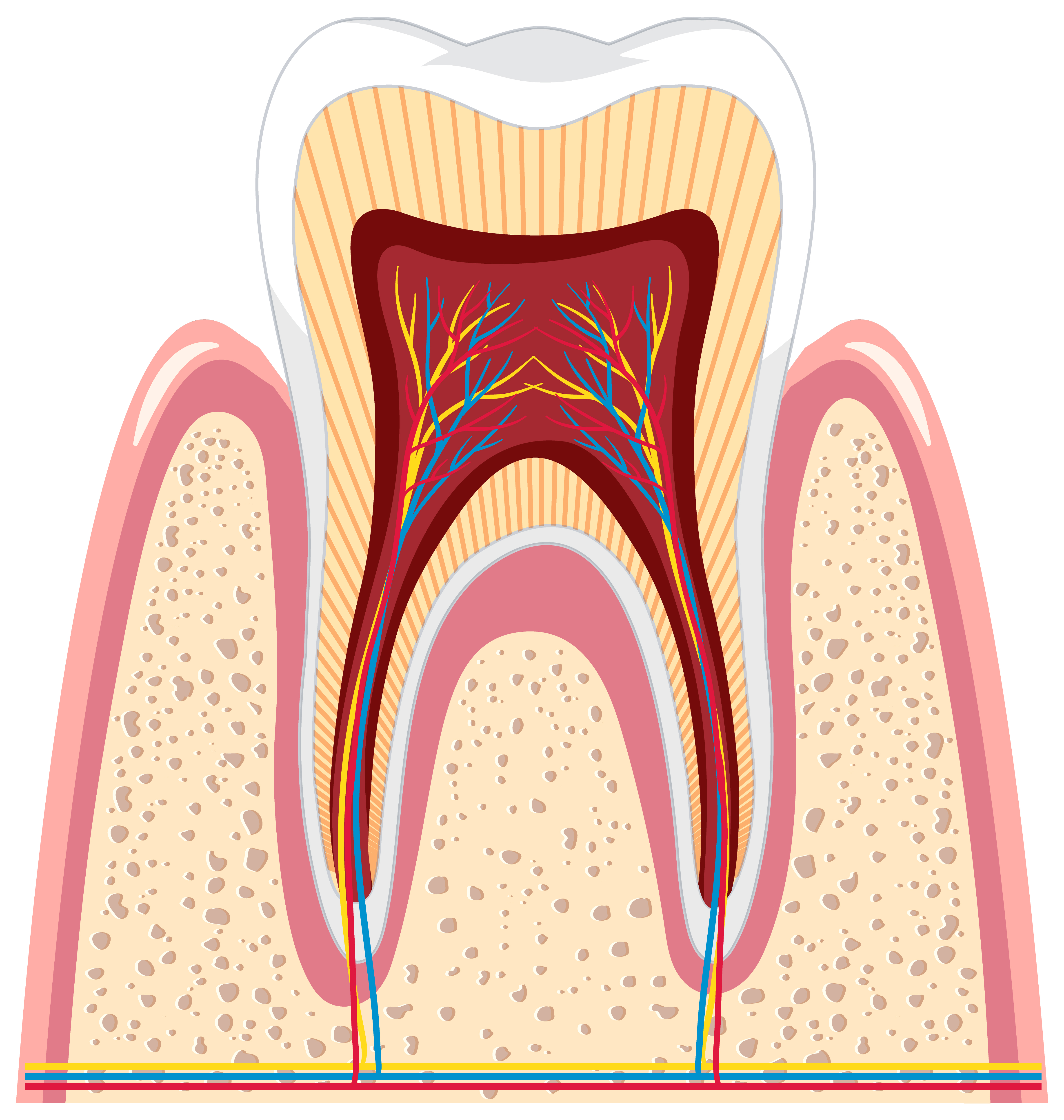 Endodonti